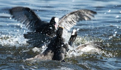 Fighting coets 5