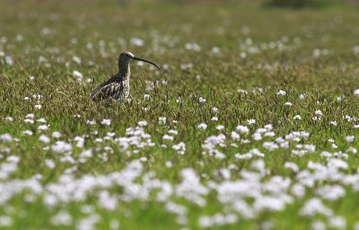 Curlew - Wulp