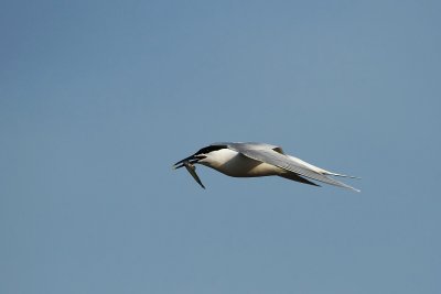 Sandwich Tern - Grote stern