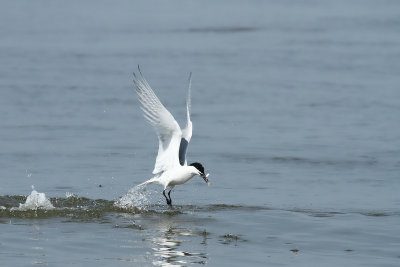 Sandwich Tern - Grote stern