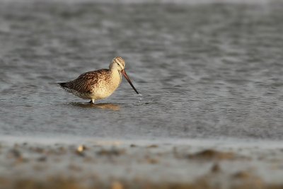 Bar-tailed Godwit - Rosse Grutto