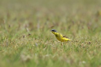 Grey-headed Wagtail - Noordse gele kwikstaart