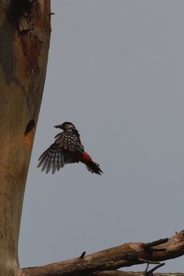 Great Spotted Woodpecker - Grote bonte specht