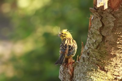Yellowhammer - Geelgors