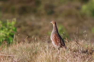 Partridge - Patrijs