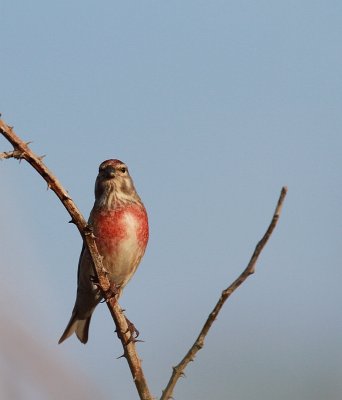 Linnet - Kneu