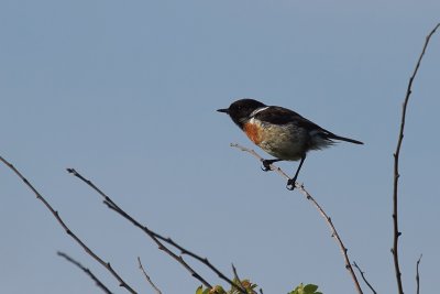 Stonechat - Roodborsttapuit
