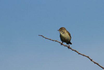 Willow Warbler - Fitis
