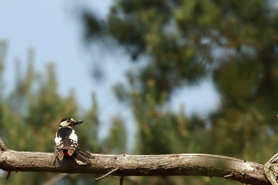 Great Spotted Woodpecker - Grote bonte specht
