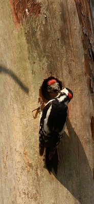 Great Spotted Woodpecker - Grote bonte specht