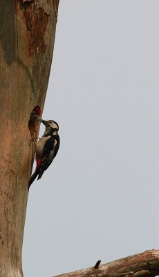 Great Spotted Woodpecker - Grote bonte specht