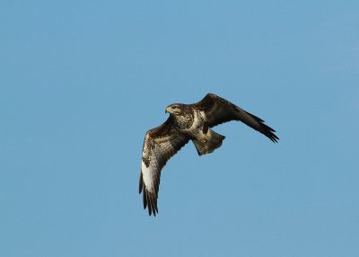 Buizerd