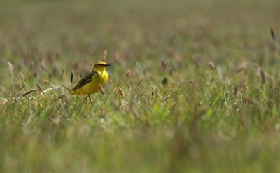 English Yellow Wagtail - Engelse gele kwikstaart