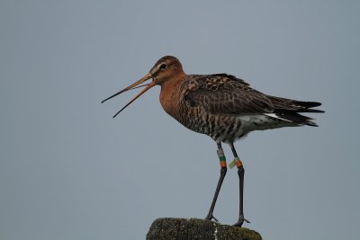 Black-tailed Godwit - Grutto