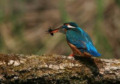 Kingfisher with a bug