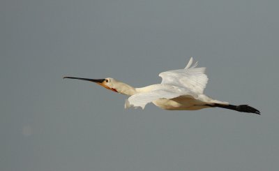 Spoonbill - lepelaar