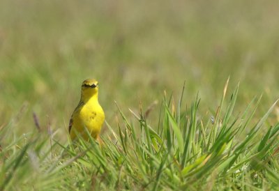 English Yellow Wagtail - Engelse gele kwikstaart