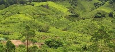 Cameron highlands