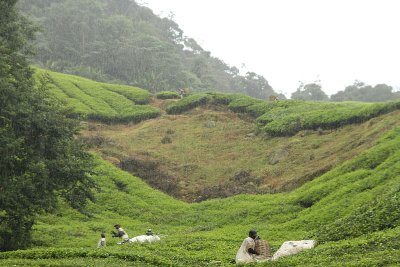 Tea workers during heavy rain