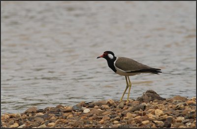 Red Wattled Lapwing