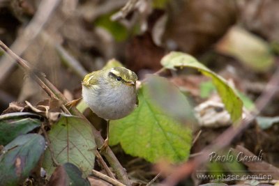 Pallas's Leaf Warbler (p.proregulus)