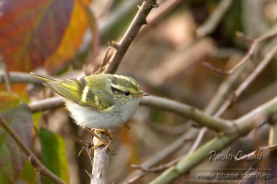 Pallas's Leaf Warbler (p.proregulus)