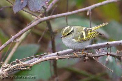 Pallas's Leaf Warbler (p.proregulus)