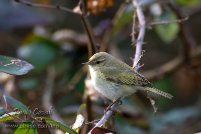 Siberian Chiffchaff (P.c.tristis)