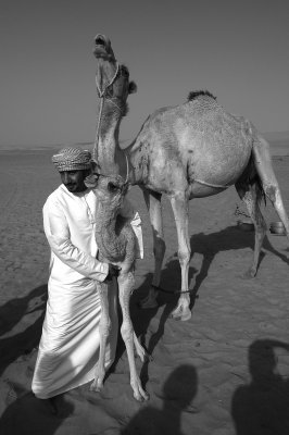 Ahmed with Camels, Wahiba Sands