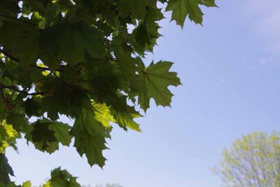 Maple leaves, blue sky