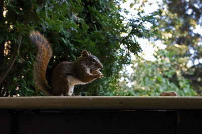 Red squirrel.gif