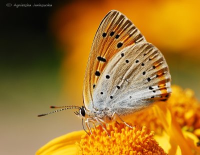 gallery :  Butterflies