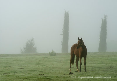 Being wrapped in the greenish fog.