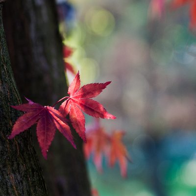 gallery : Leaves