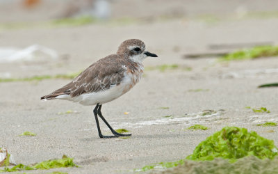 little_sand_plover