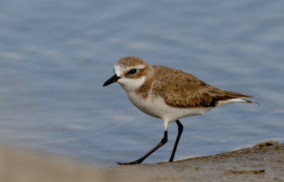 DSC_9982.jpg