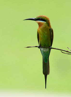 blue_tailed_bee_eater