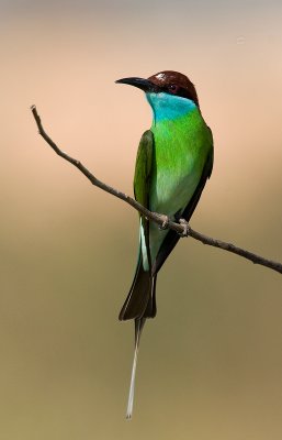 blue_throated_bee_eater