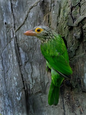 lineated_barbet