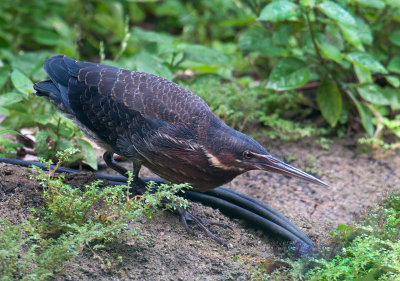 black_bittern