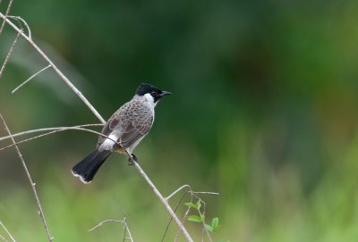 sooty_headed_bulbul