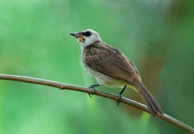 yellow_vented_bulbul