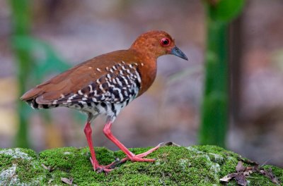 red_legged_crake