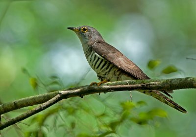 indian_cuckoo