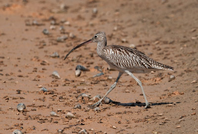 Eurasian Curlew