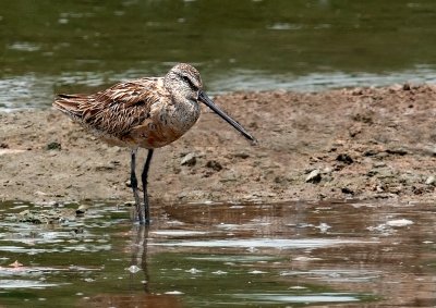 asian_dowitcher