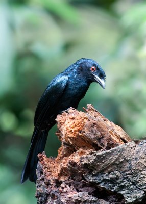 greater_racket_tailed_drongo