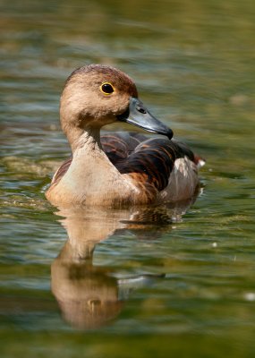 lesser_whistling_duck