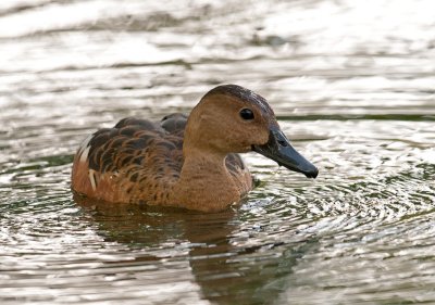 wandering_whistling_duck