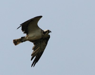 DSC_8551.jpg